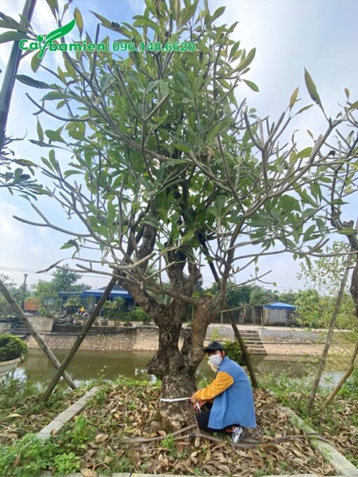 Vườn dâm ủ cây Đại cổ thụ đã tỉa tay cành, đường kính gốc 30 - 40cm