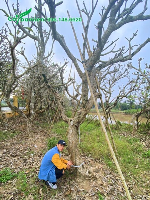 Đo kích thước vanh, hoàng của cây hoa Đại cổ thụ
