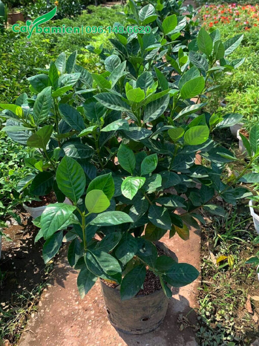 Cây Bạch Thiên Hương công trình cao 60cm