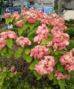 Cây én hồng
