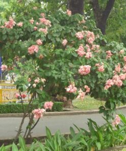 Én hồng trồng cảnh