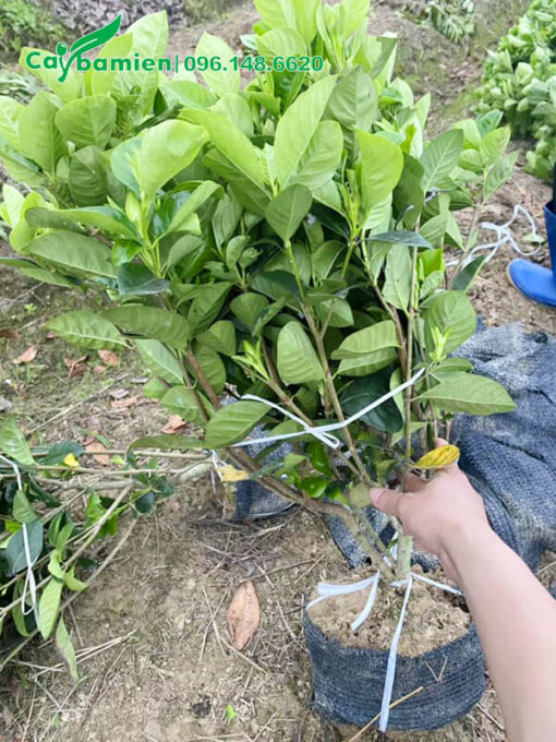 Cây giống được bó gọn cành lá cho dễ vận chuyển