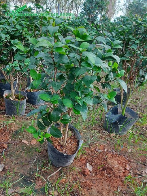 Cây hoa trà tứ quý cao 50cm