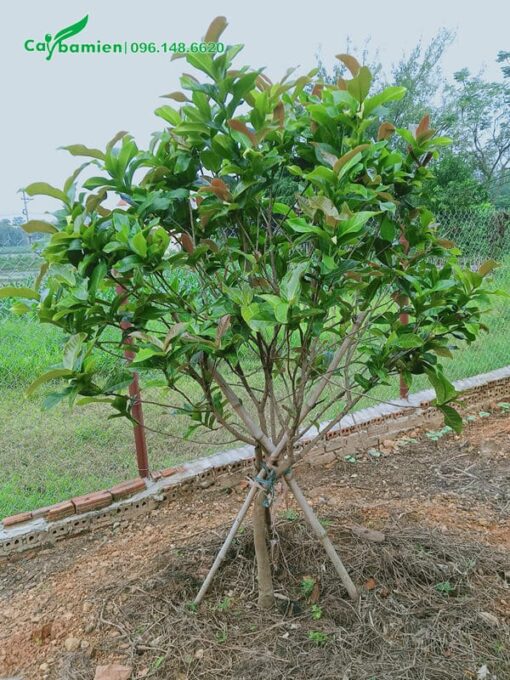 Mua cây hoa hải đường 4 năm tuổii