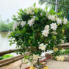 Bạch Thiên Hương trồng công trình