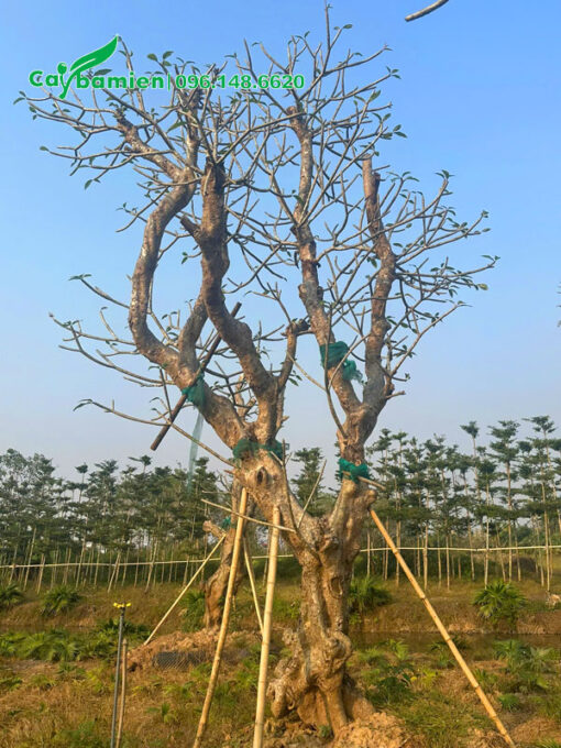 Đường kính gốc 30 - 35cm, chiều cao 4m