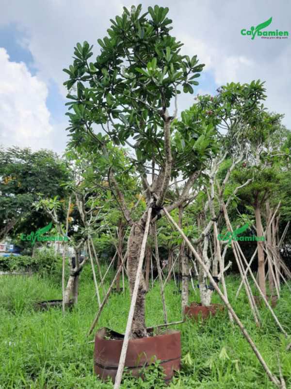 Bán cây đại công trình giá rẻ