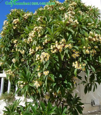 Cây Hoa Đại Vàng đẹp, trồng trong khuôn viên khu nghỉ dưỡng cao cấp