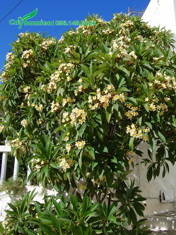 Cây Hoa Đại Vàng đẹp, trồng trong khuôn viên khu nghỉ dưỡng cao cấp