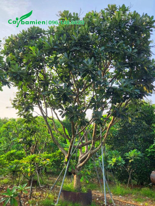 Dâm ủ cây hoa đại trong bầu nổi