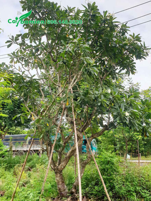 Cây hoa đại trắng cao 5 - 6m