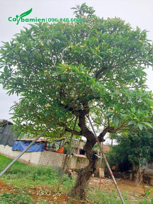 Đại hoa vàng cổ thụ chiều cao khoảng 4m, vanh 100