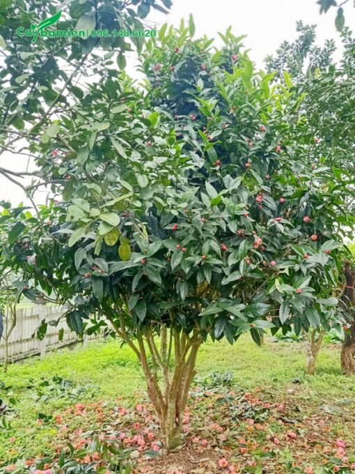 Một cây hoa hải đường khoảng 10 năm tuổi, tán tỏa đẹp