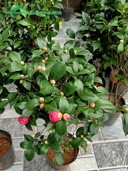 Mua cây hoa trà cảnh 40cm