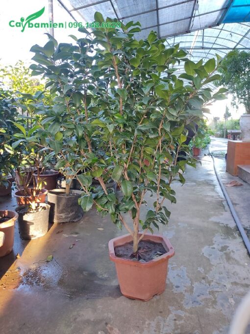 Hoa trà cao 1m, tán 50cm