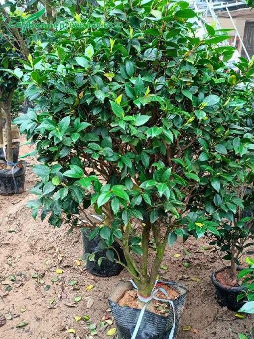 Hoa trà cổ thụ cao 1m2