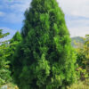 Cây Hoàng Đàn cao 3m, tán tháp đẹp