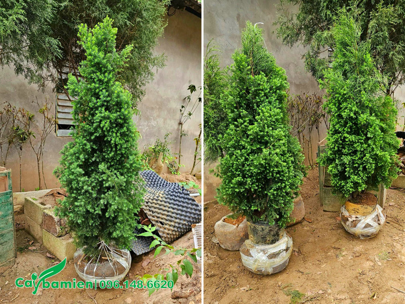 Cây hoàng đàn cảnh cao gần 2m