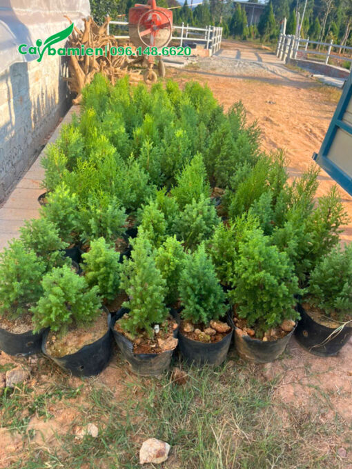 Tập kết cây giống hoàng đàn tuyết lạng sơn để chuyển lên xe