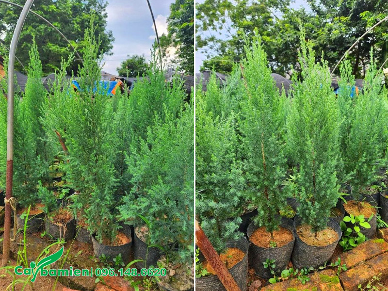Cây giống cao 50cm, lá màu xanh bạc đẹp và thu hút