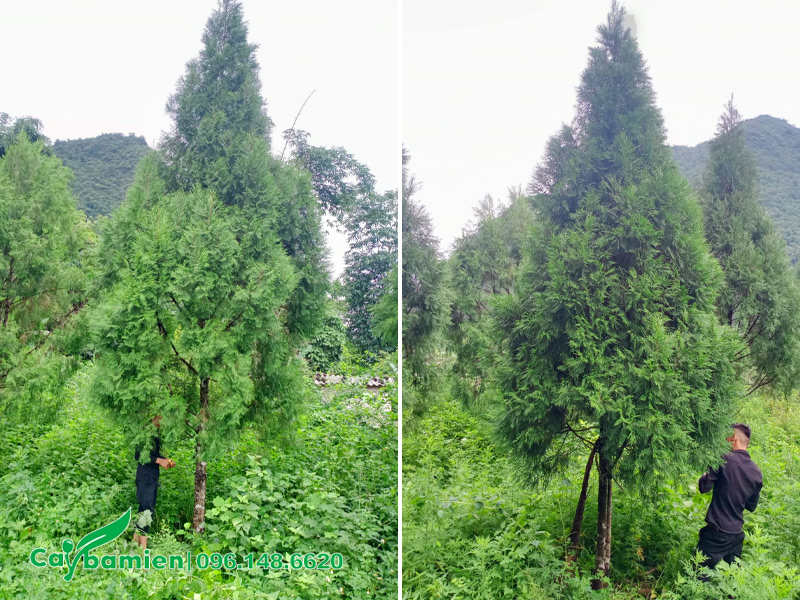 Vườn cây hoàng đàn lâu năm cao 6m