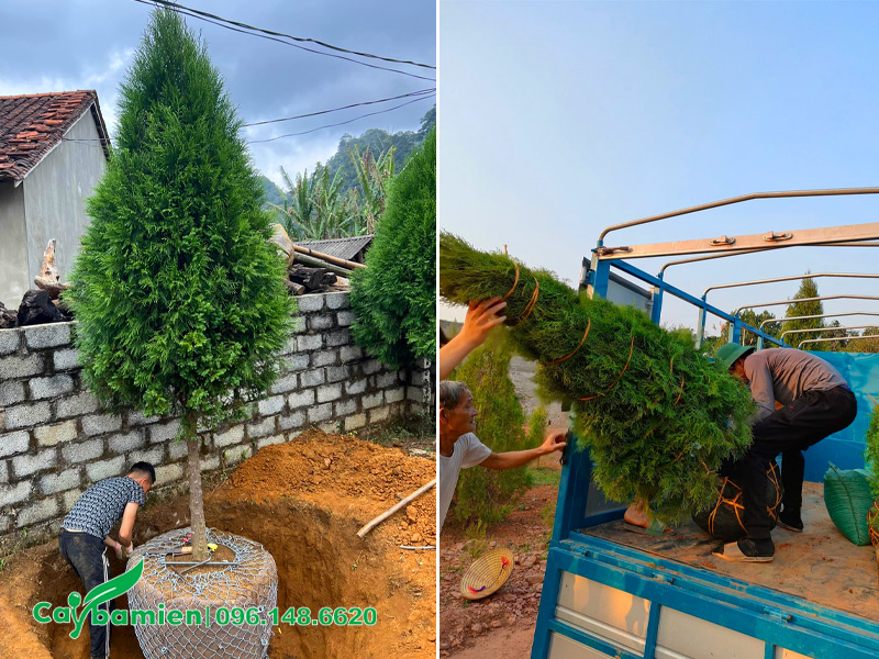 Xếp cây hoàng đàn mới bứng lên thùng xe