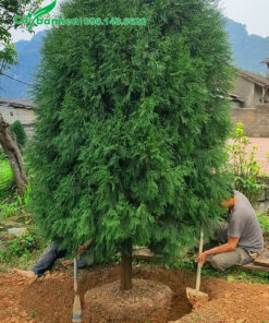 Cây lâ năm đường kính gốc hơn 10cm, cao hơn 4m