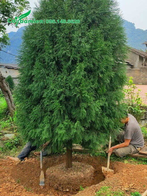 Cây lâ năm đường kính gốc hơn 10cm, cao hơn 4m