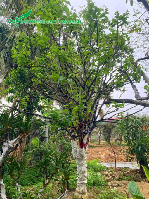Cây Hồng Ngâm cổ thụ đã dâm ủ thời gian dài