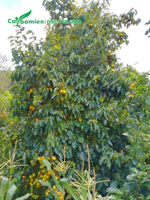 Cây Hồng Ngâm trưởng thành quả đang bắt đầu chín