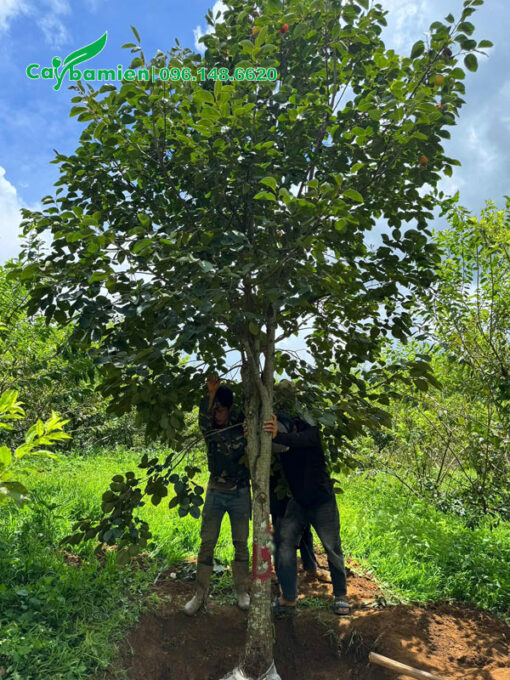 Đánh bầu cây hồng ngâm vanh 50cm