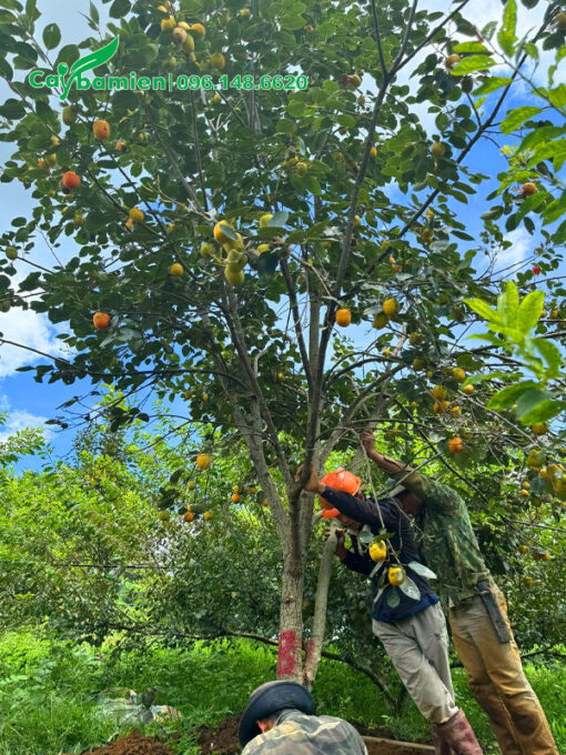 Bứng cây hồng ngâm sẵn quả vanh 35 - 40cm