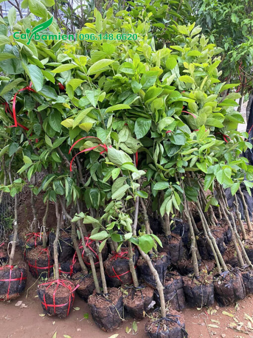 Hồng Ngâm giống nguyên bầu