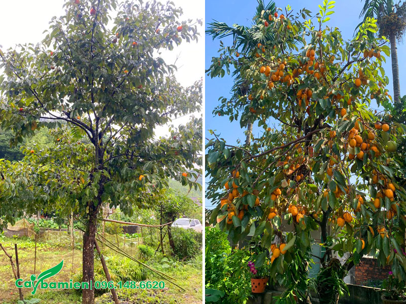 Cây Hồng ăn quả chơi Tết, quả sai trĩu cành