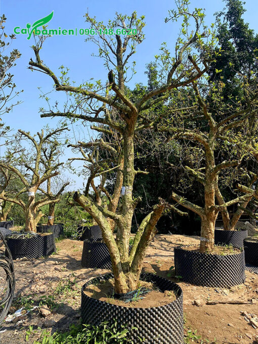 Đốn cành và tạo dáng co cây Lưu cổ thụ đkm gốc 20cm