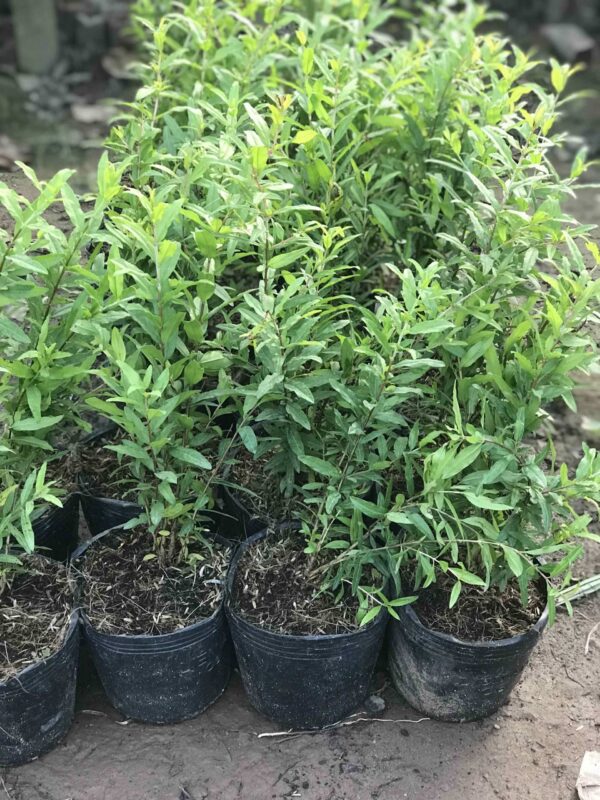Bán giống lựu quả to