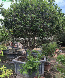 Mai Tứ Quý lâu năm, cao hơn 2m