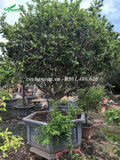 Mai Tứ Quý lâu năm, cao hơn 2m