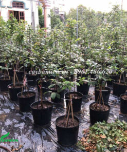 Những chậu Mai Tứ Quý đẹp, bắt đầu cho hoa