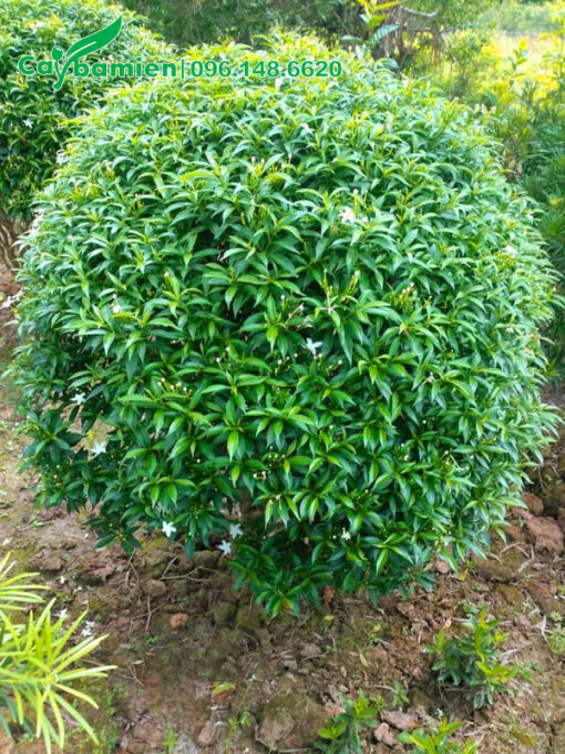 Cây lâu năm, đang cuối mùa hoa, chuẩn bị cắt tỉa