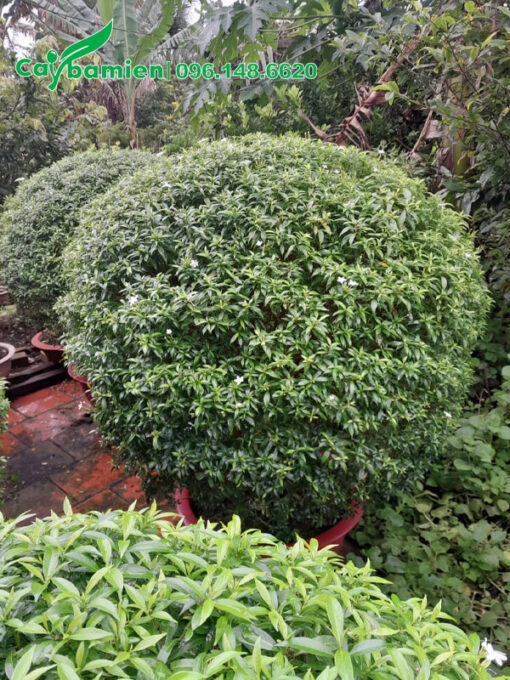 Cây trồng lâu năm, tán lớn gần 1m