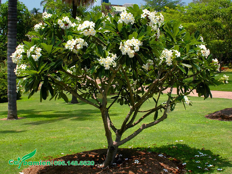 Cây Sứ Đại trắng trồng trong công viên