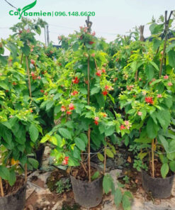 Chọn chậu cây hoa Sử Quân Tử cao gần 1m, sẵn hoa đẹp