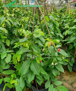 Chiều cao khoảng 50cm, thân leo tròn theo giàn