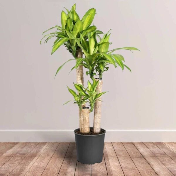 Cây thiết mộc lan trồng trong nhà