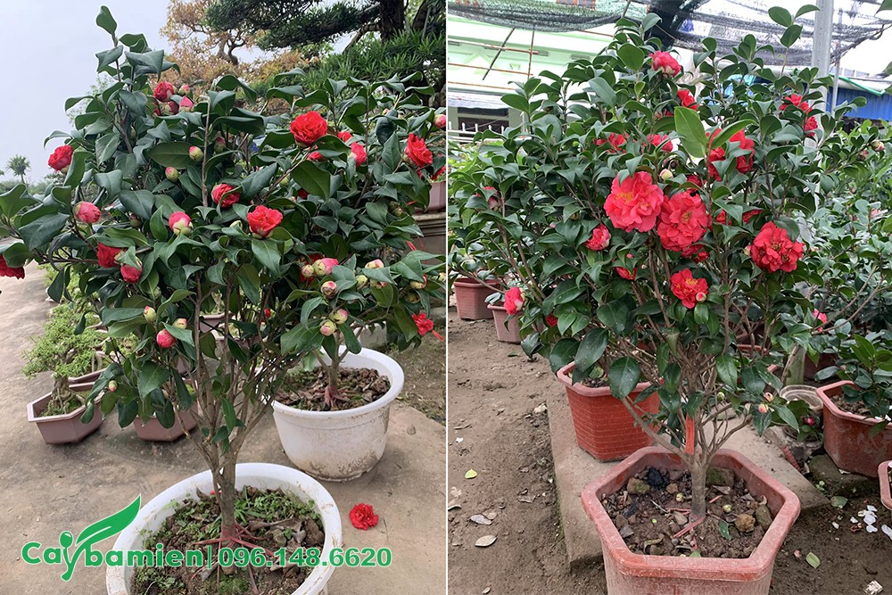 Cây Hoa Trà đỏ lâu năm, cao 80 - 90cm
