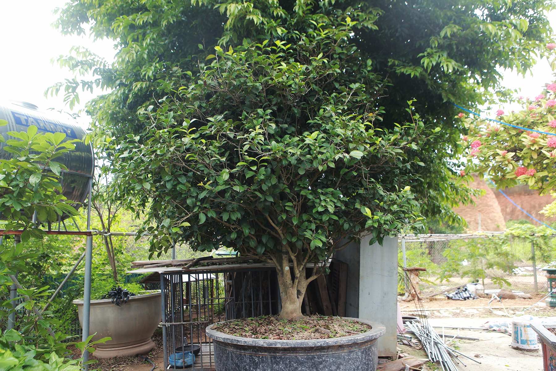 Cây hoa trà cổ thụ