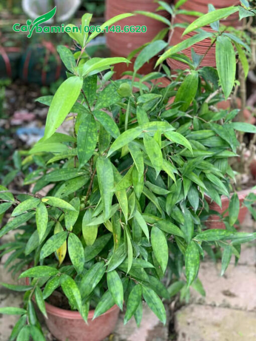 Trúc Nhật trang trí nội thất cao 60cm