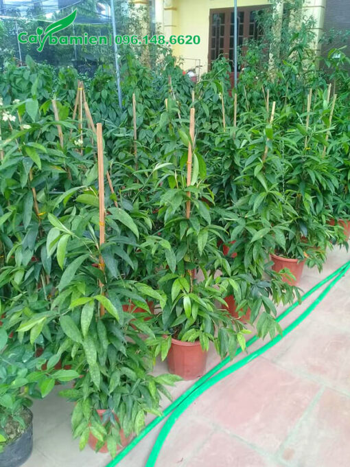 Vườn Trúc Nhật trồng chậu cao 1m