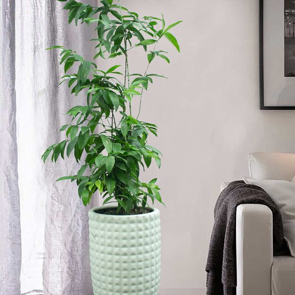 Cây trúc nhật trong nhà